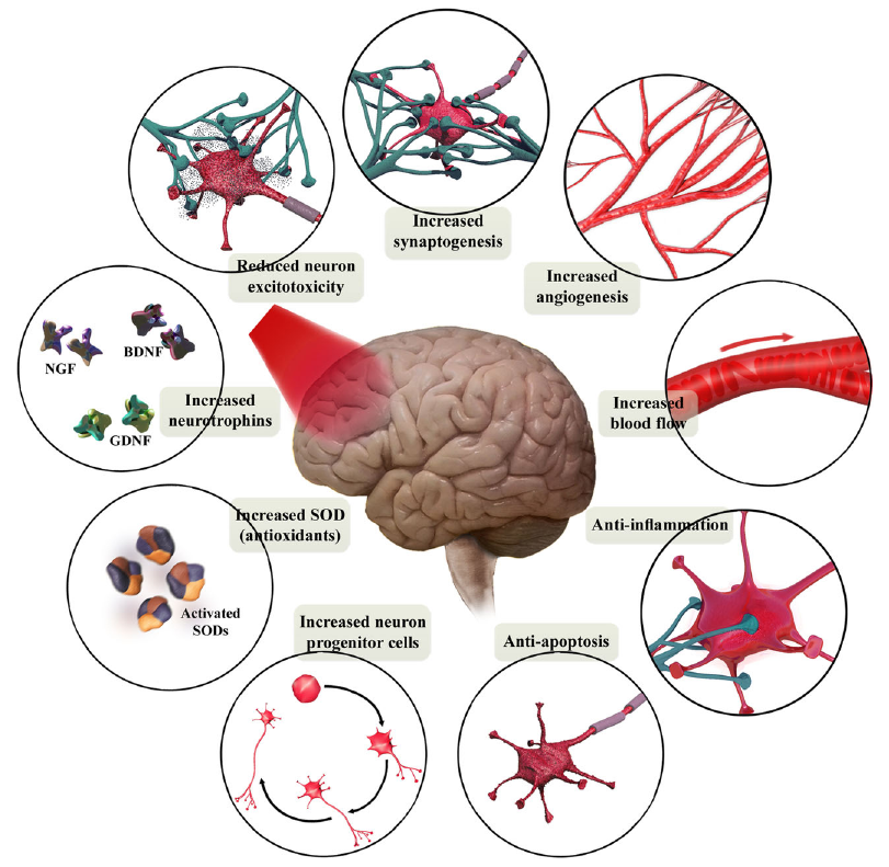 brain tissue-specific processes